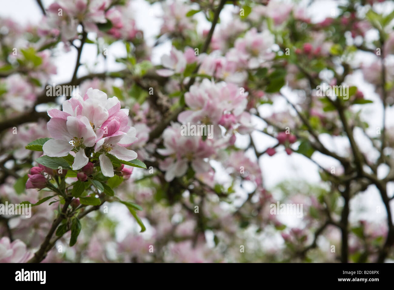 Orchard surrey hi-res stock photography and images - Alamy