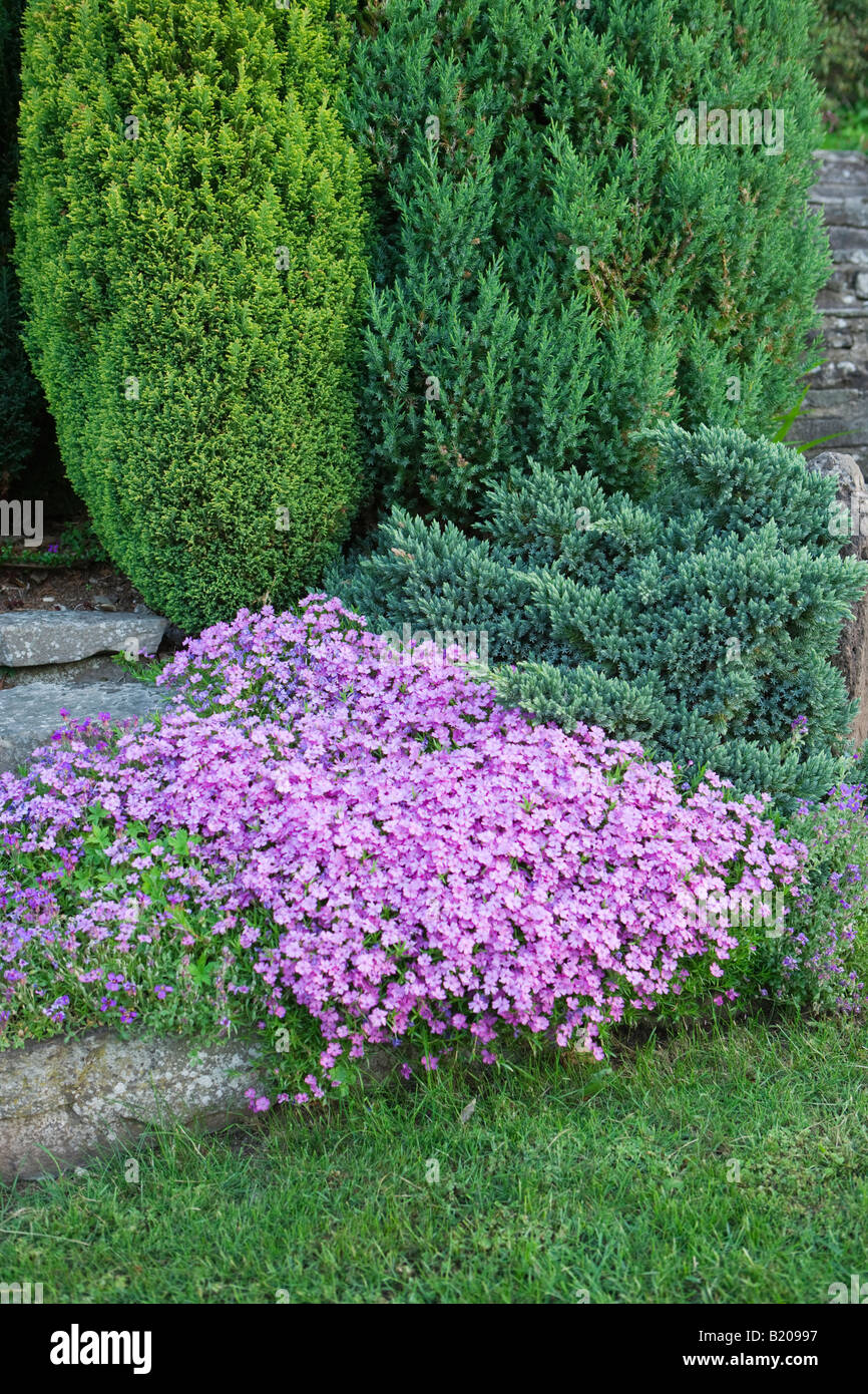 Phlox in rock garden. UK Stock Photo - Alamy