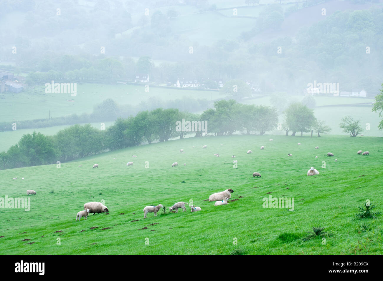Misty spring dawn in Brecon Beacons at Stanton, Monmouthshire, Wales, UK Stock Photo