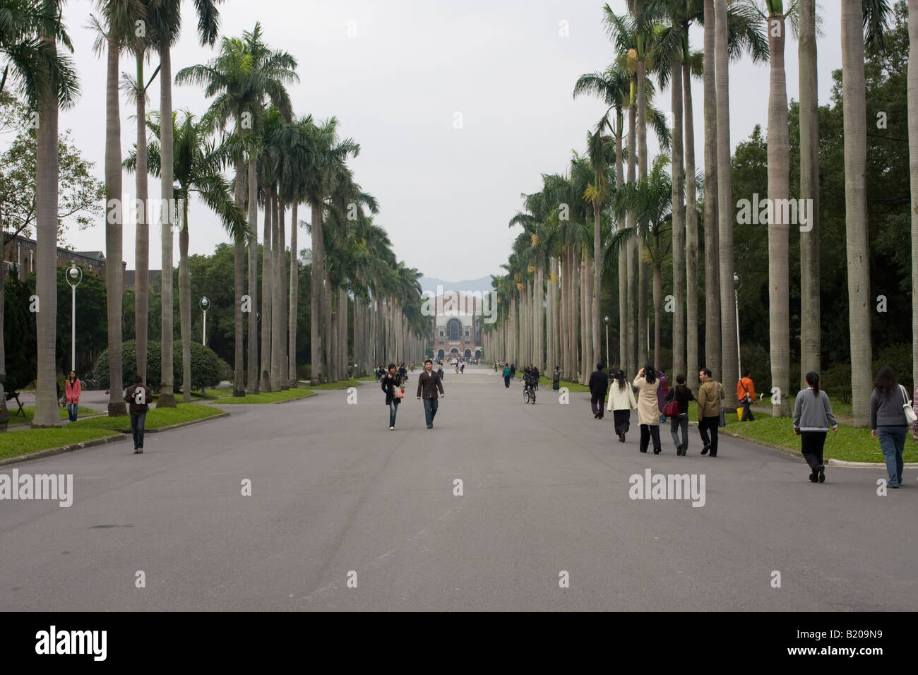 Avenue of royal palms leading to main library at National Taiwan University (NTU) Tai-da, Taipei Taiwan ROC Stock Photo