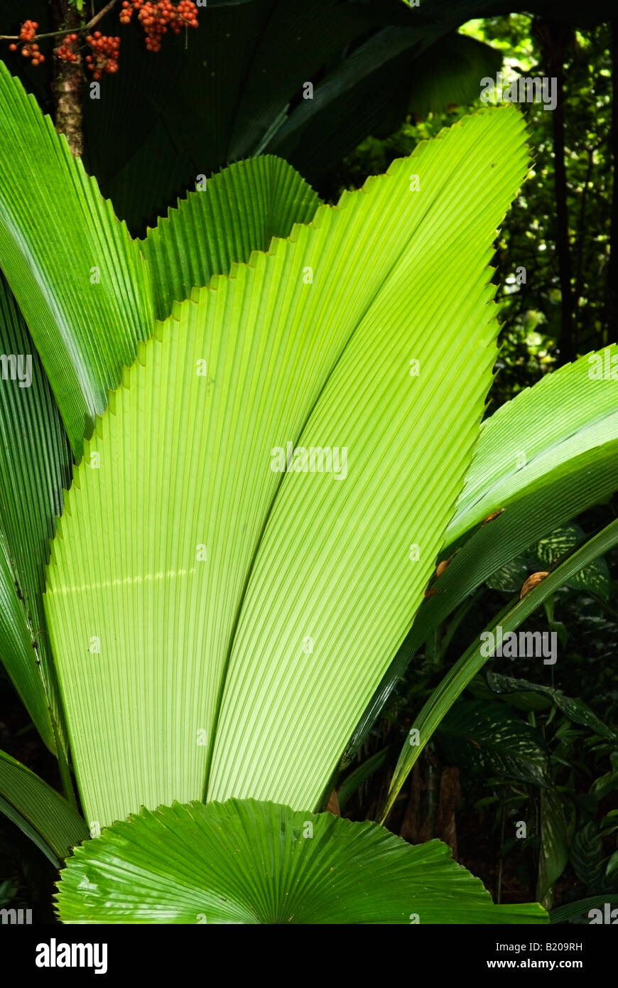 Large Tropical leaves Stock Photo