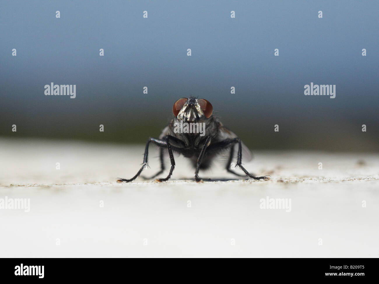 house Fly insect macro Calliphora close up Stock Photo