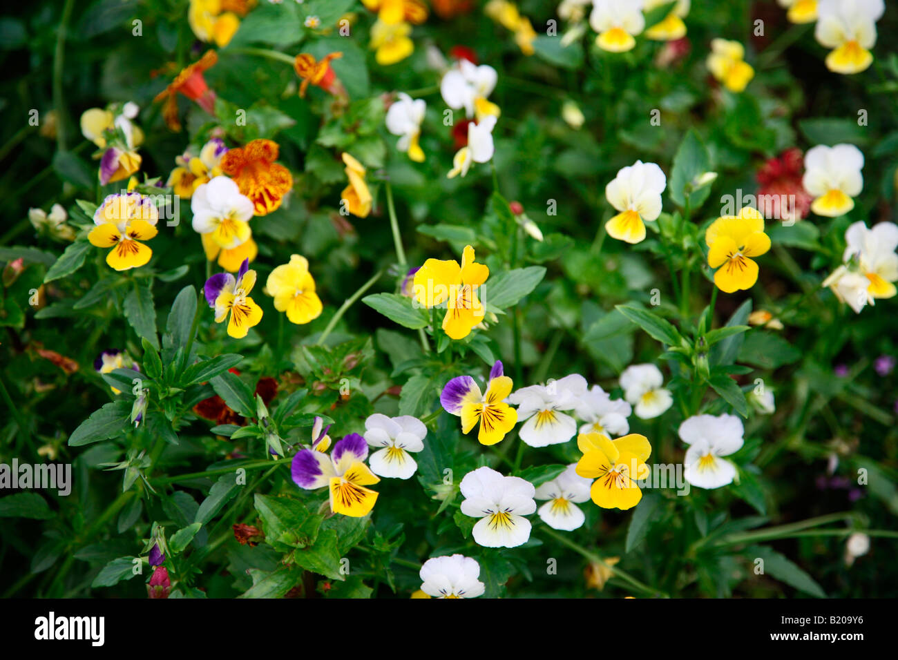 Red yellow blue flowers hi-res stock photography and images - Alamy