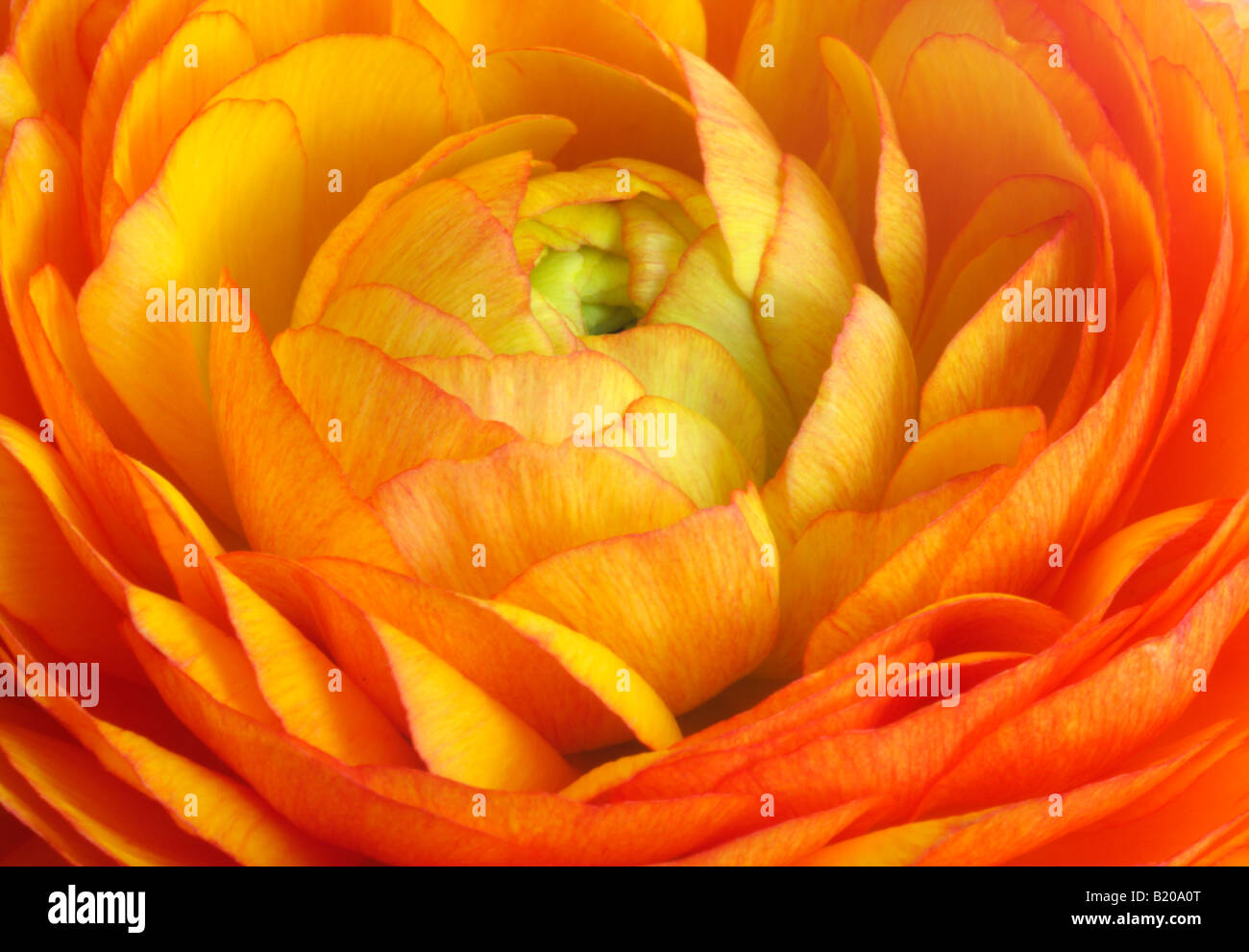 Ranunculus asiaticus, Persian buttercup, closeup of pattern of petals of double flower Stock Photo
