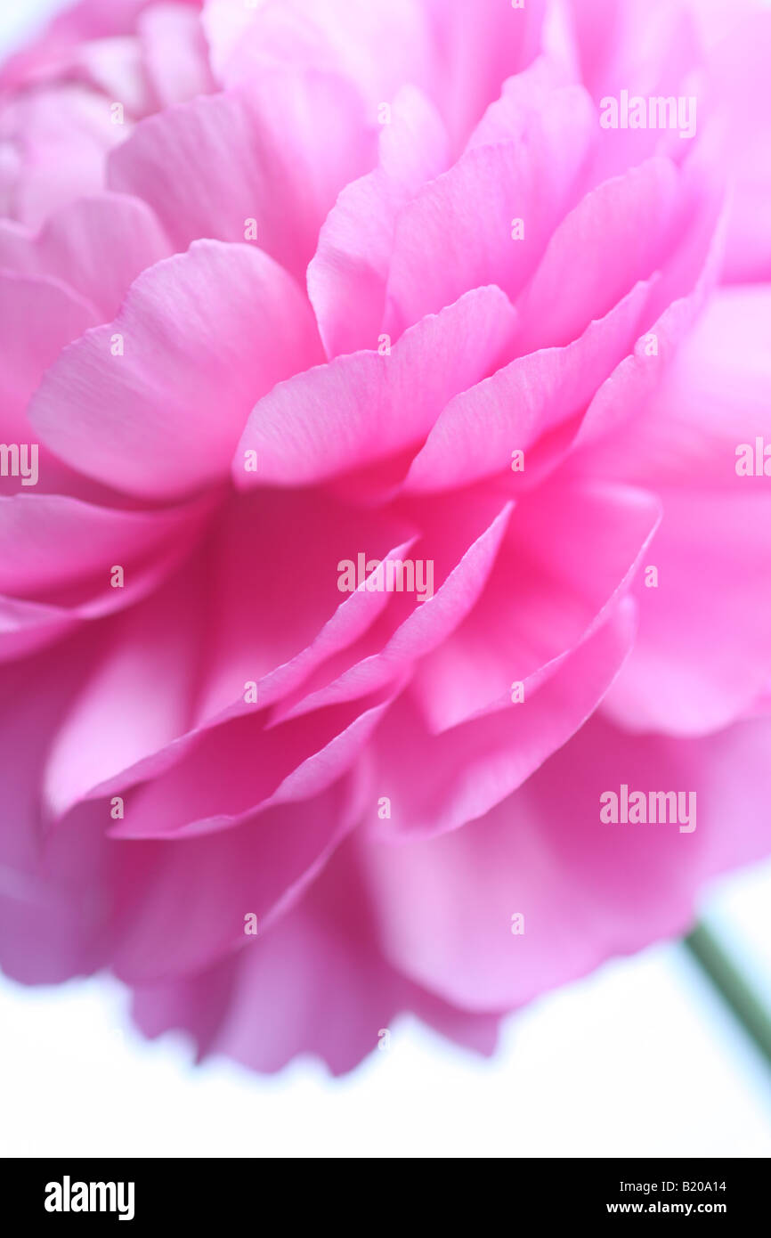 Ranunculus asiaticus, Persian buttercup, closeup of petals of double pink flower Stock Photo