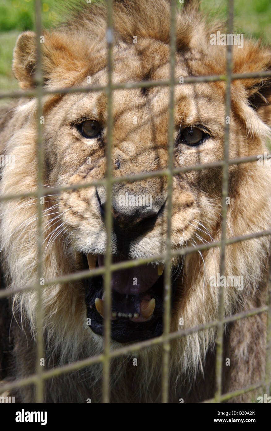 Lion cage roar hi-res stock photography and images - Alamy
