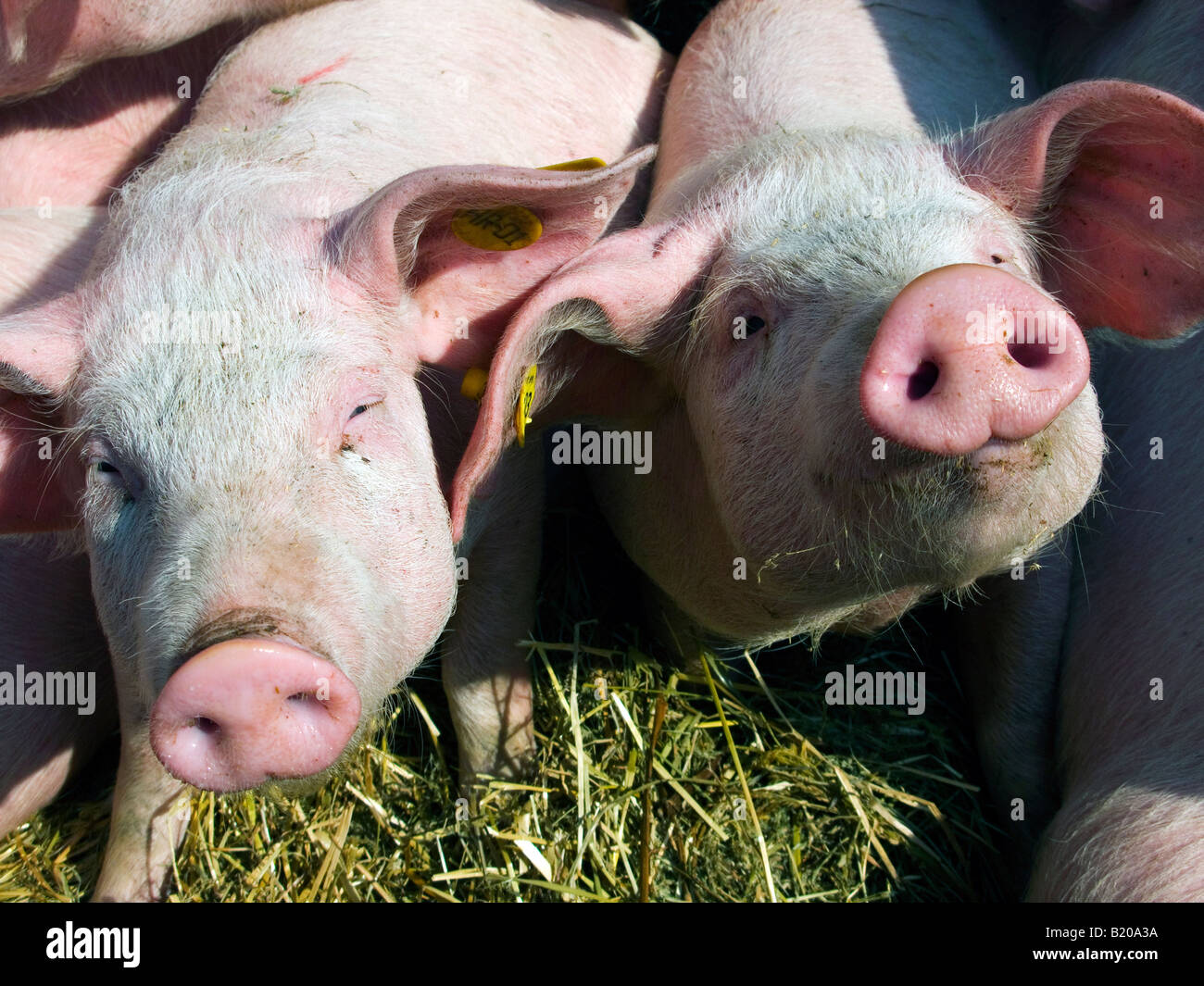 Pigs for sale on country fair Stock Photo Alamy