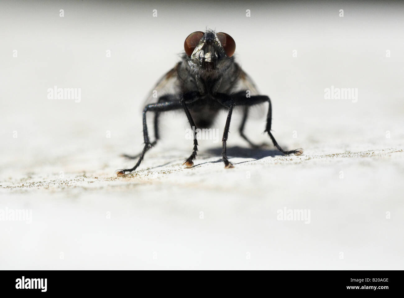 house Fly insect macro Calliphora close up Stock Photo