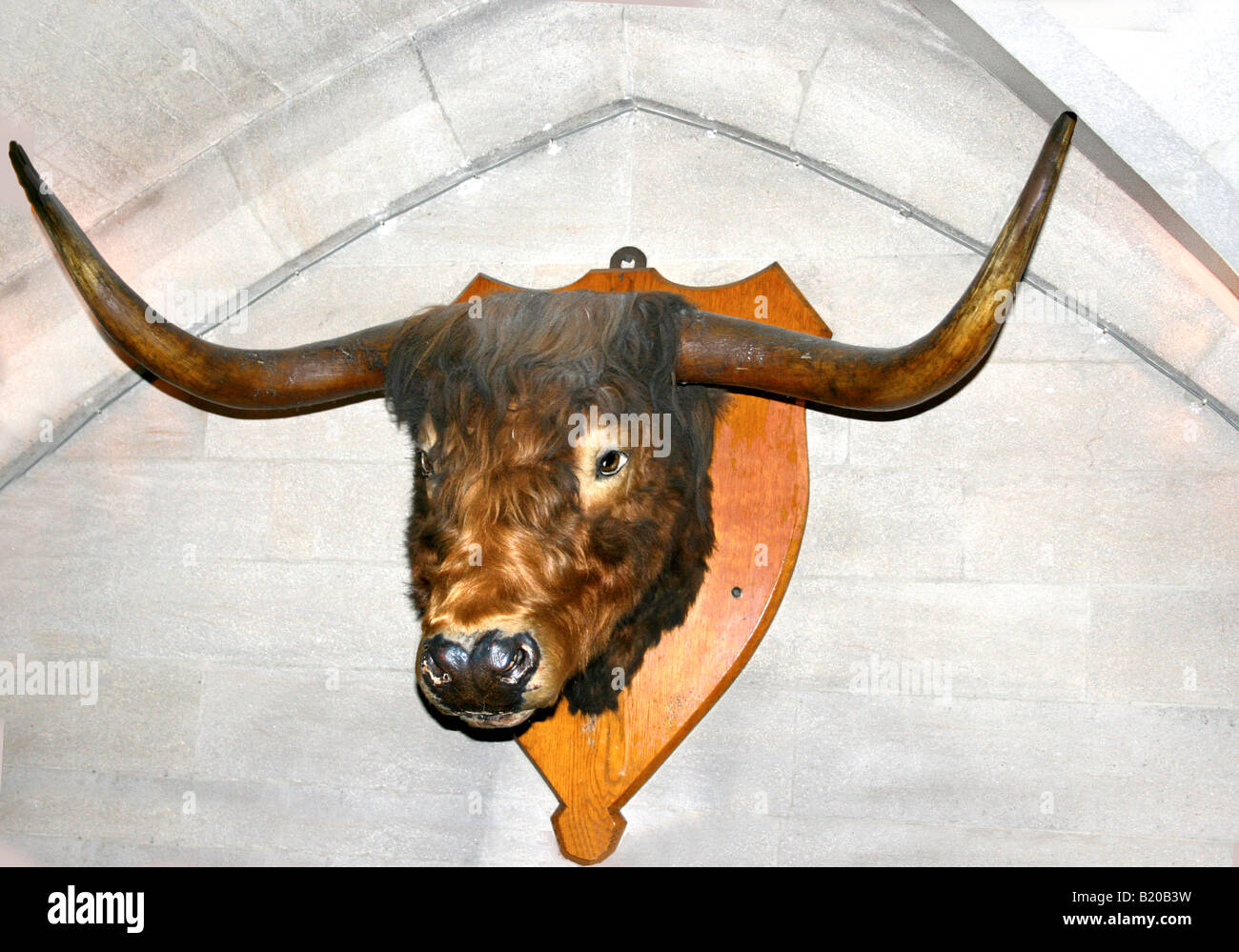 Bull Horns Stock Photo