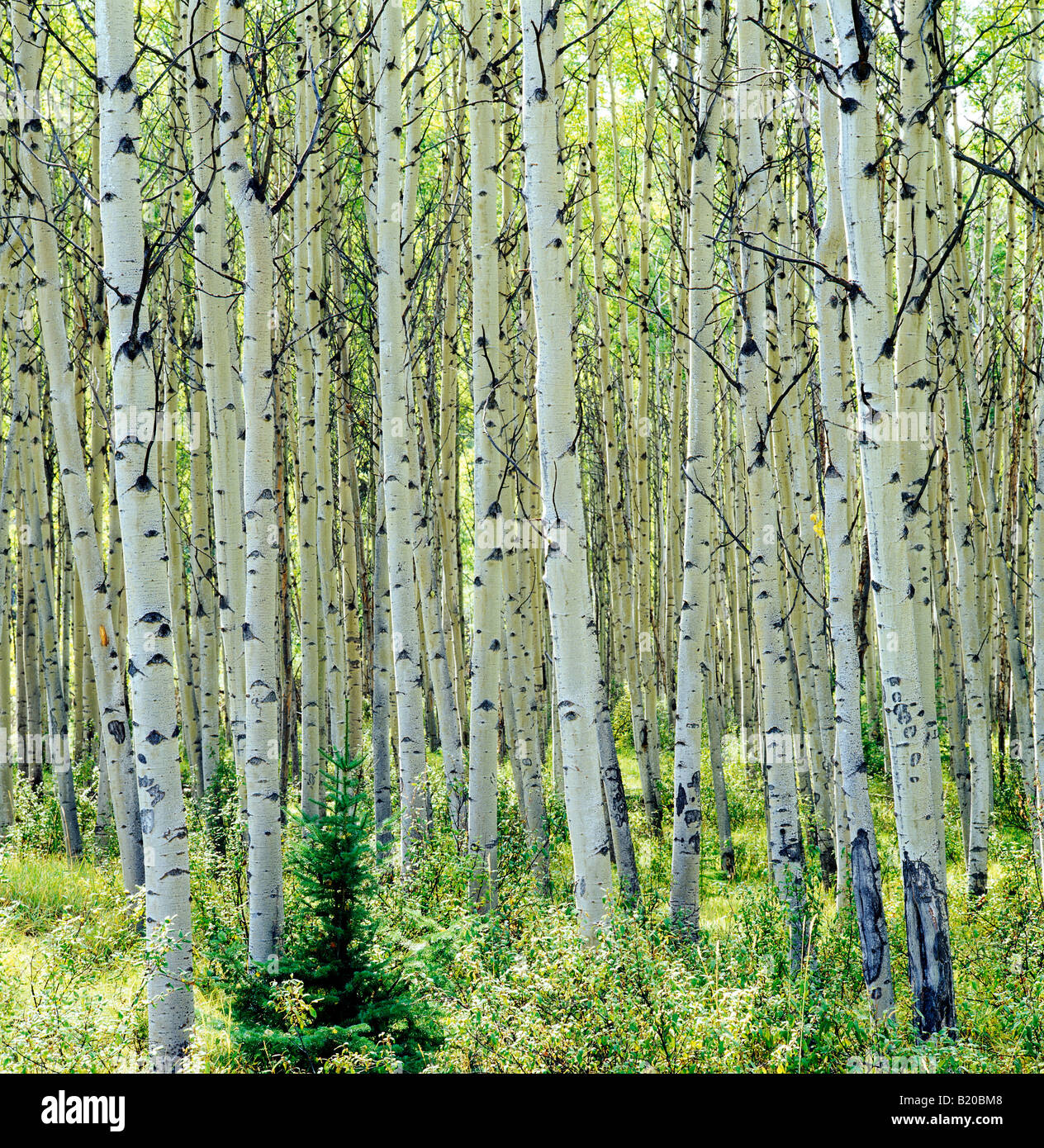 Grove of backlit Aspen trees near Pyramid Lake, Jasper National Park ...