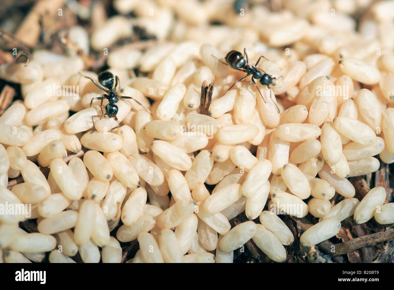 Black Garden Ants Tending Eggs (Lasius niger) Stock Photo