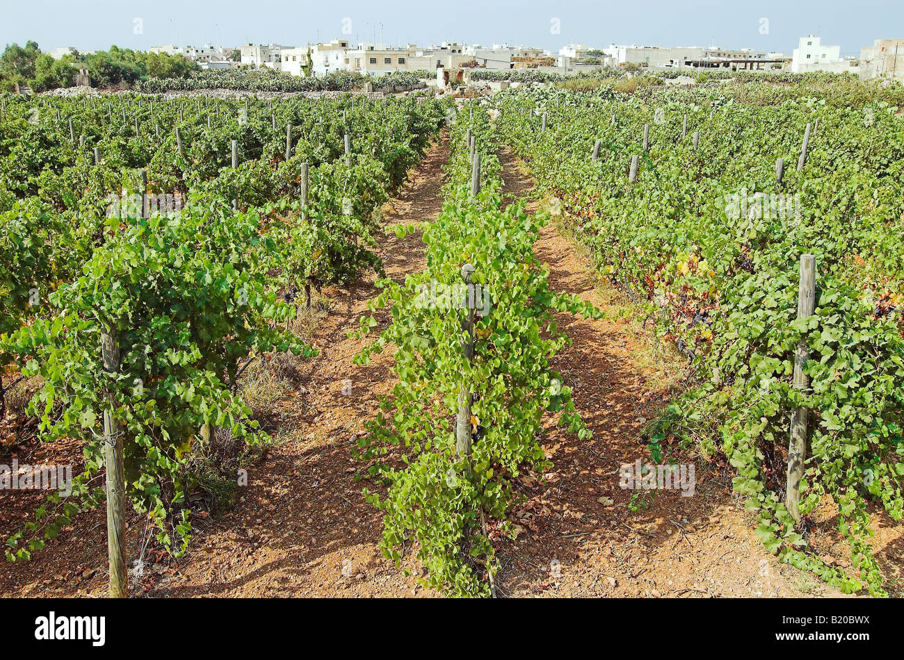 Gozo wine hires stock photography and images Alamy