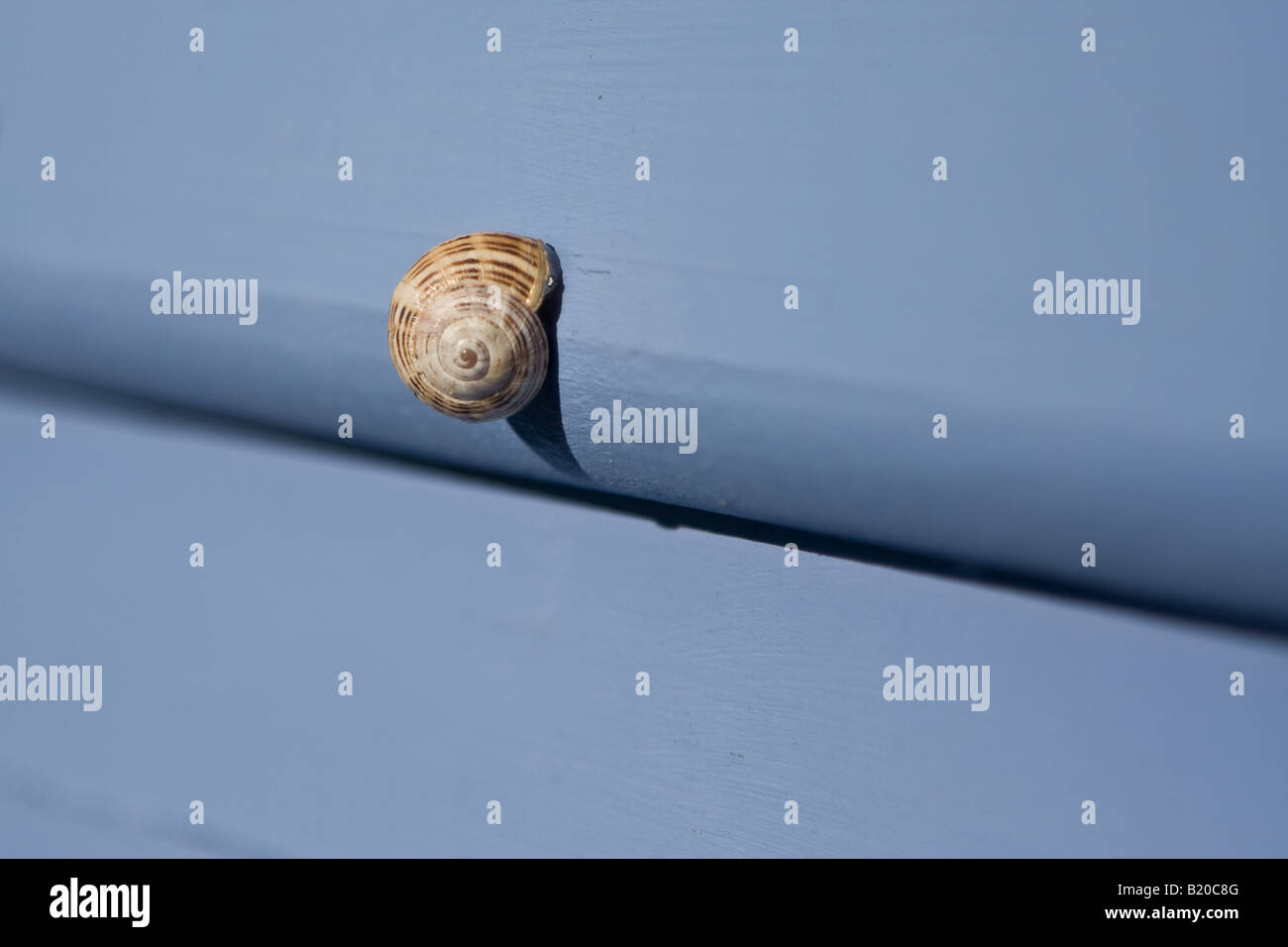 Snail on boat shed at Tyrone Foreshore, Rye, Mornington Peninsula