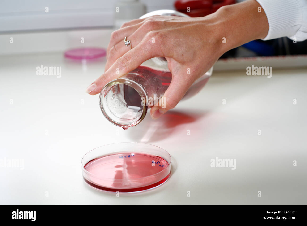 Pouring agar jelly into petri dish in preparation for microbiological