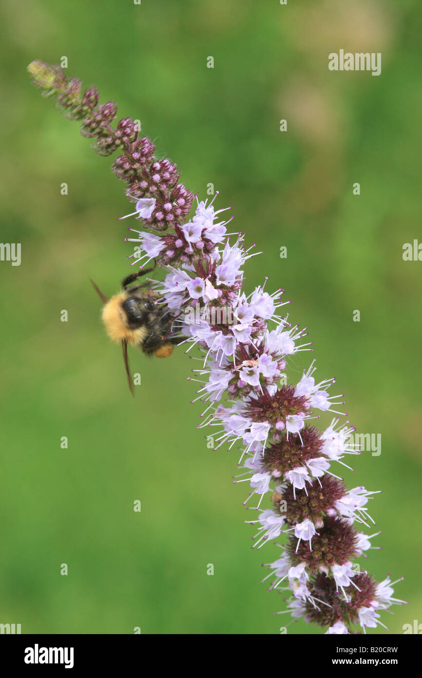 Bumble Bee on Spearmint Stock Photo