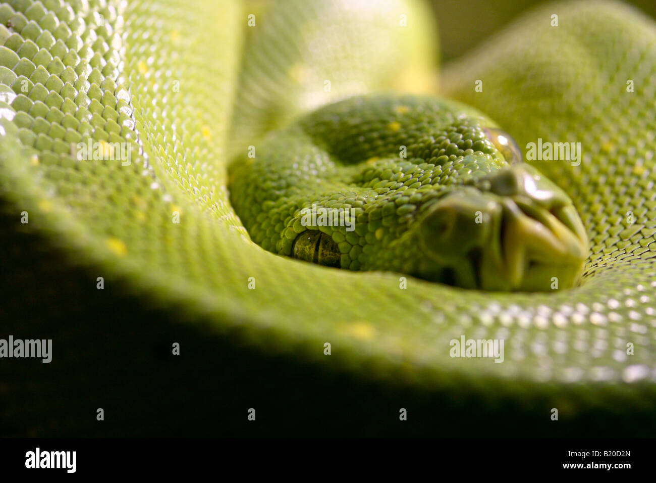 Green tree python Stock Photo - Alamy