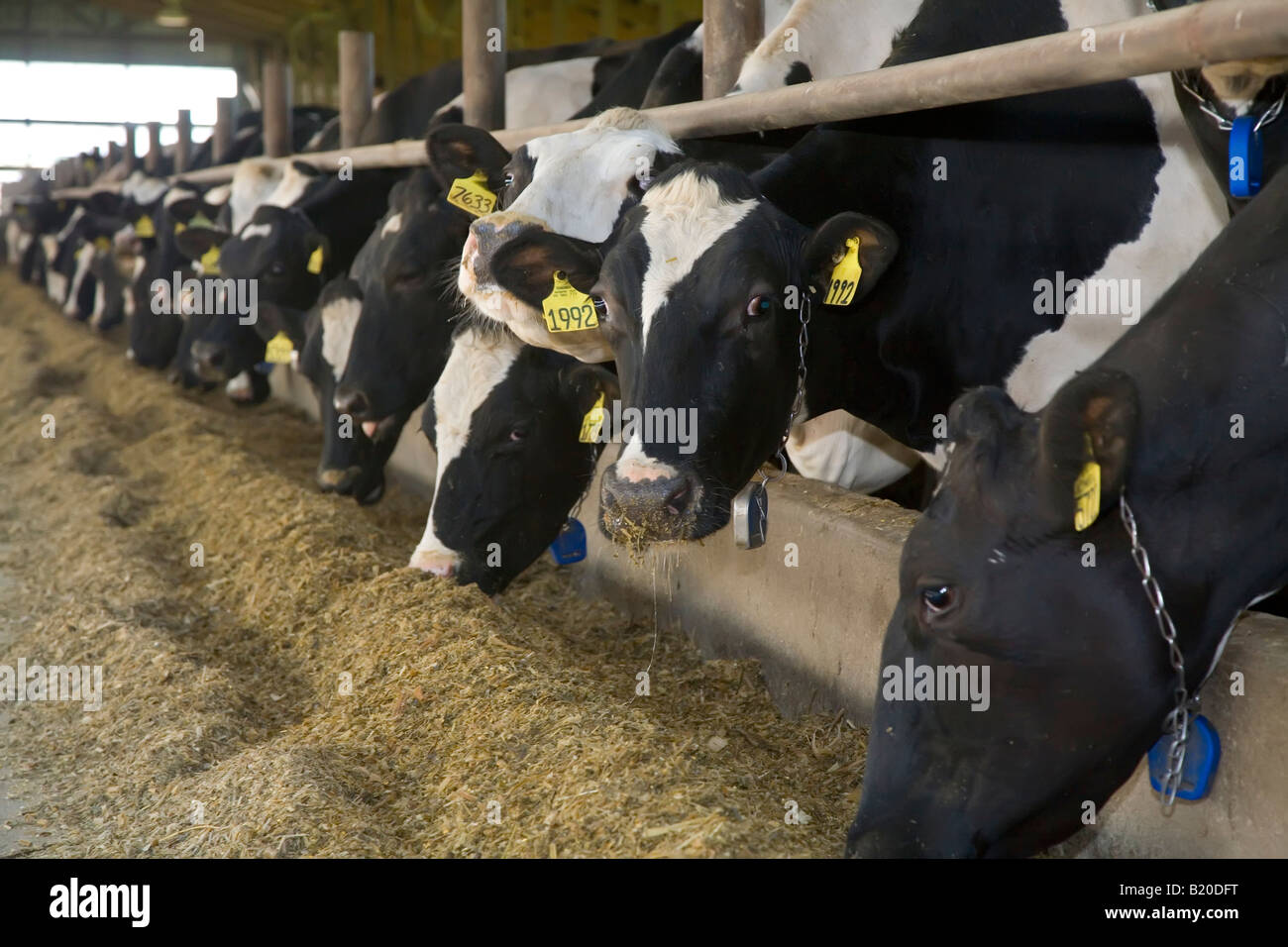 Elsie Michigan Cows in the barn at Green Meadow Farms a dairy farm with 9500 cattle mostly Holsteins Stock Photo