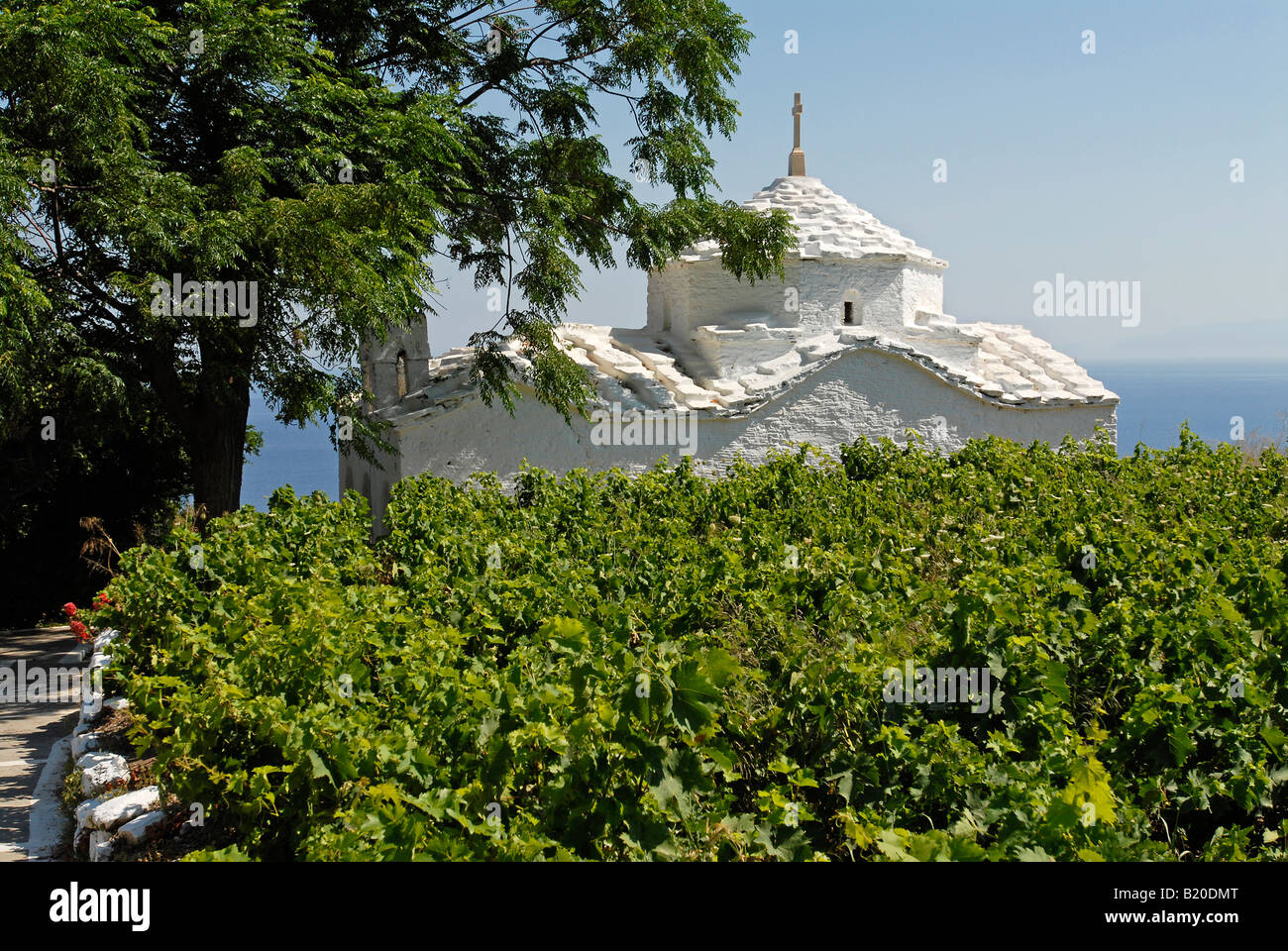 White chapel in a vineyard. Samos island, Greece Stock Photo