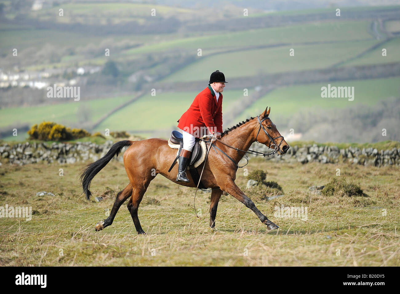 fox hunting on Dartmoor Stock Photo - Alamy