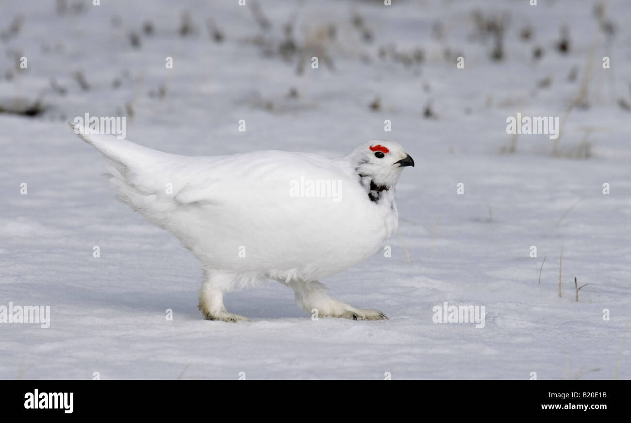 White Grouse, Lagopus lagopus. Arctic, Kolguev Island, Barents Sea, Russia Stock Photo