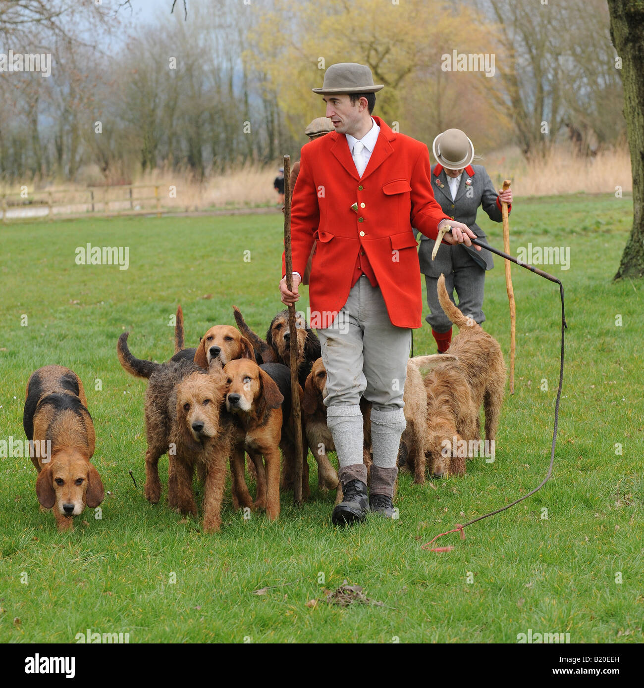 Culmstock minkhound pack Stock Photo Alamy