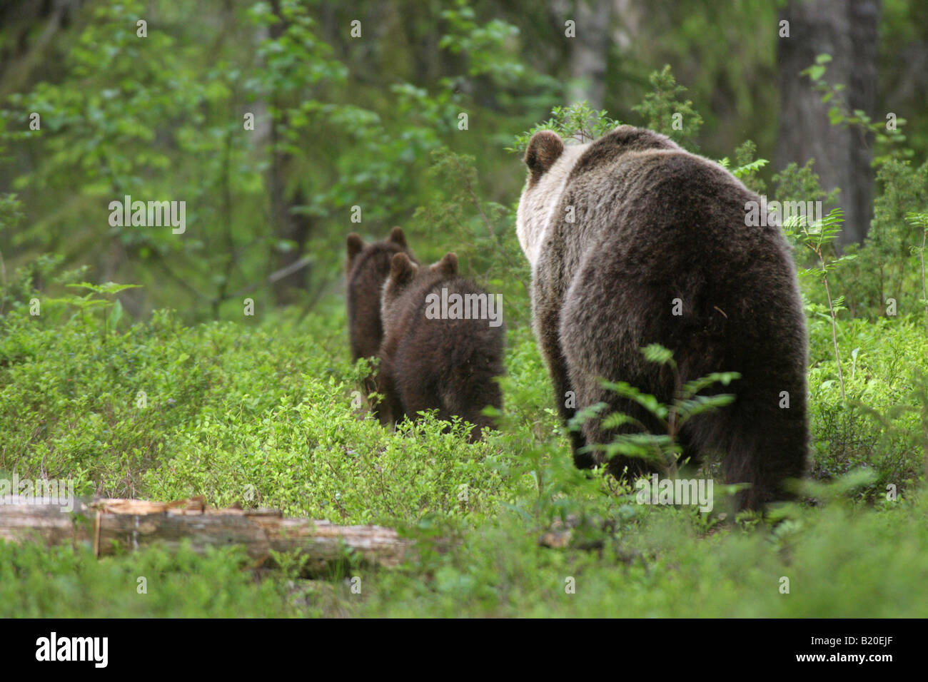 European Brown Bear Ursus arctos mother with her two cubs walking ...