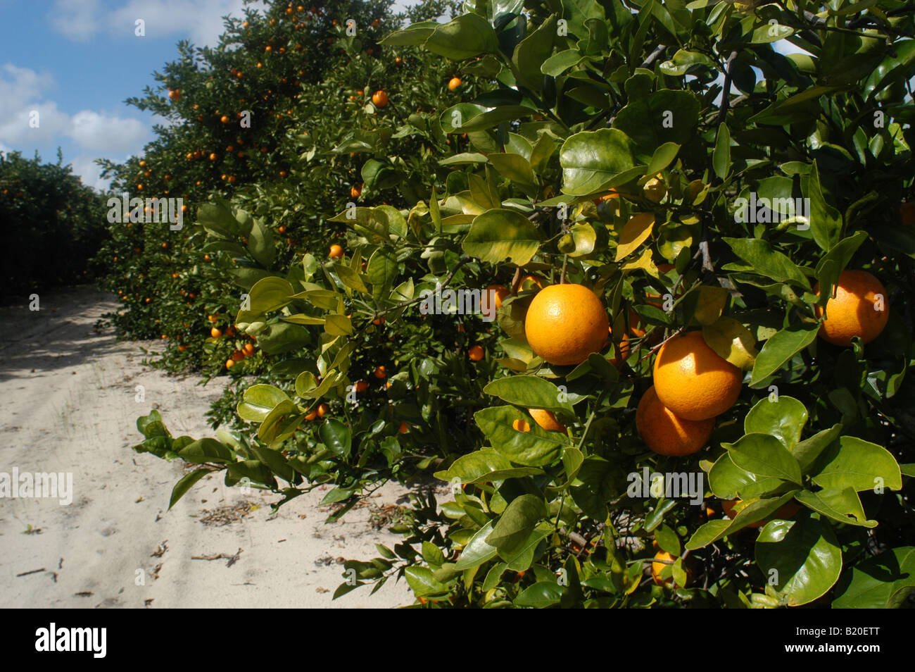 Florida orange tree farm hires stock photography and images Alamy
