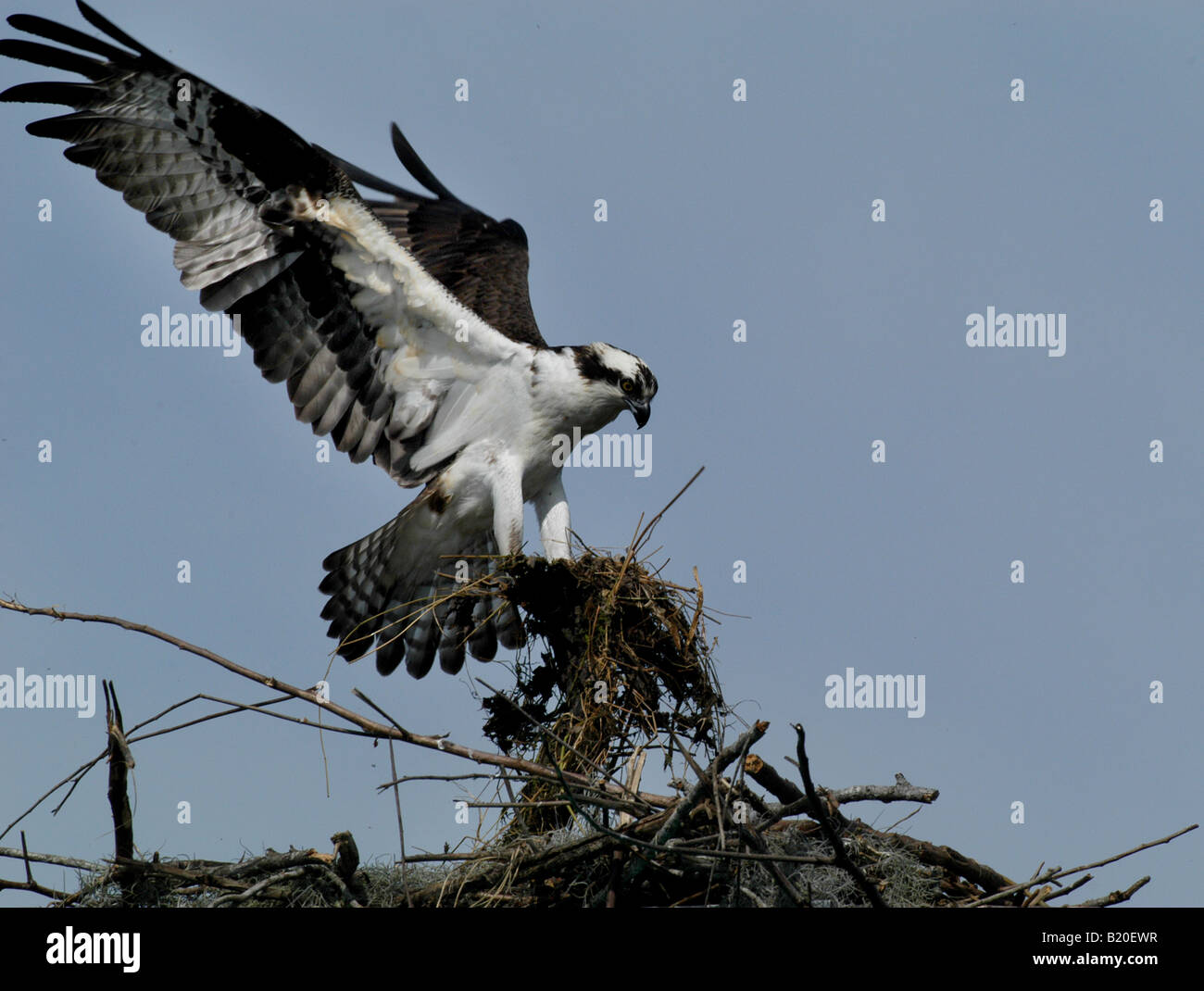 Osprey nest Lake Kissimmee florida Stock Photo Alamy