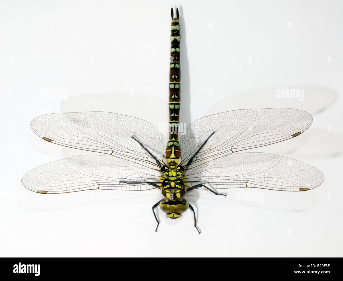 Southern Hawker Dragonfly Stock Photo