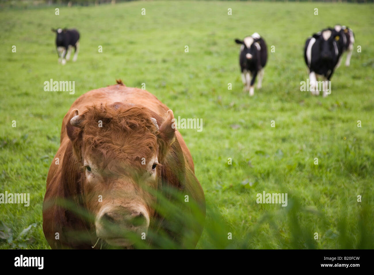 Bulls staring at a visitor, Wales, UK Stock Photo