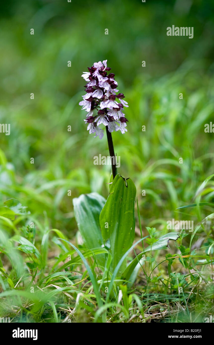 Lady orchid (Orchis purpurea) Stock Photo
