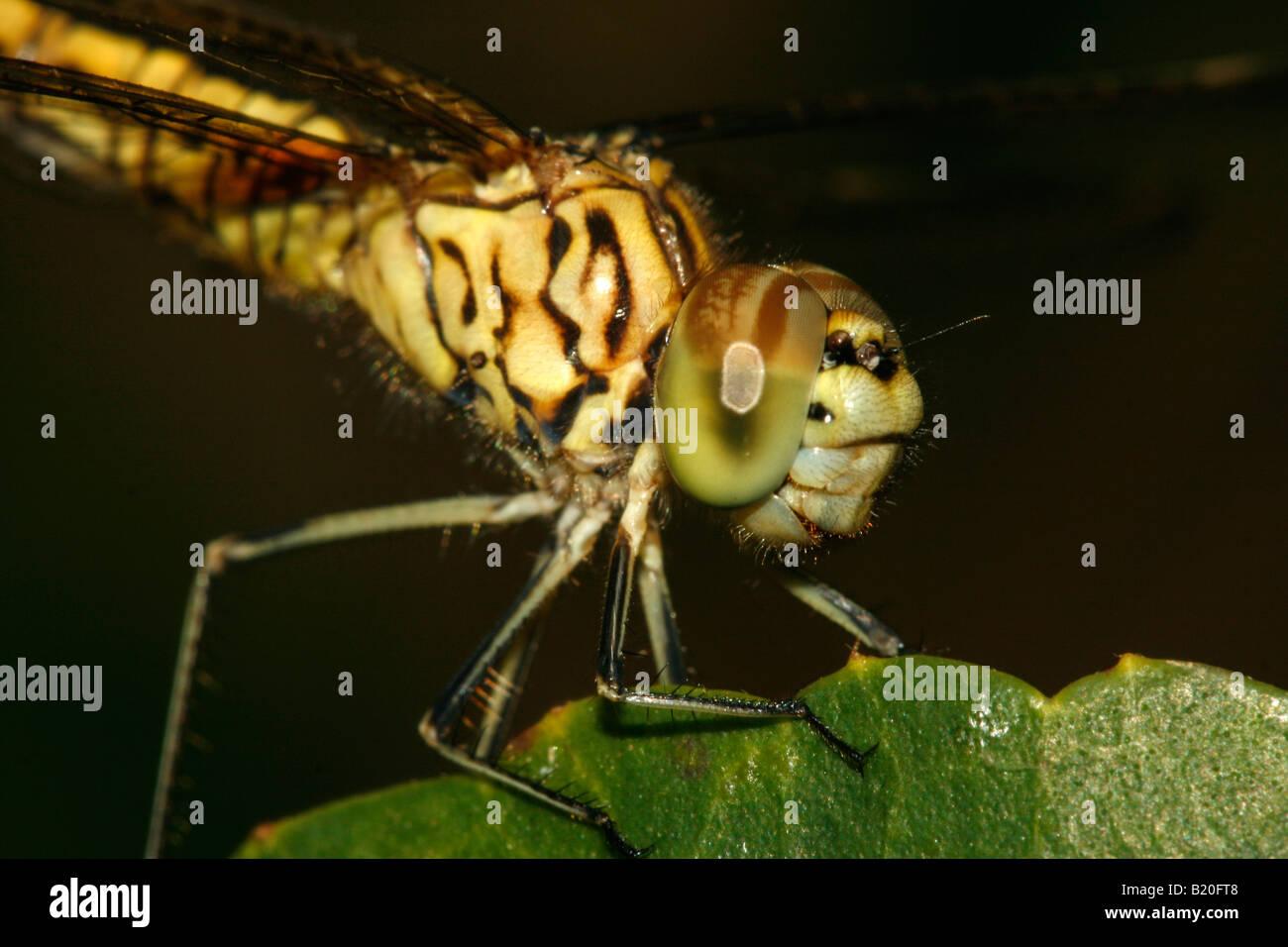 A dragonfly perched on a leaf with a black background Stock Photo - Alamy