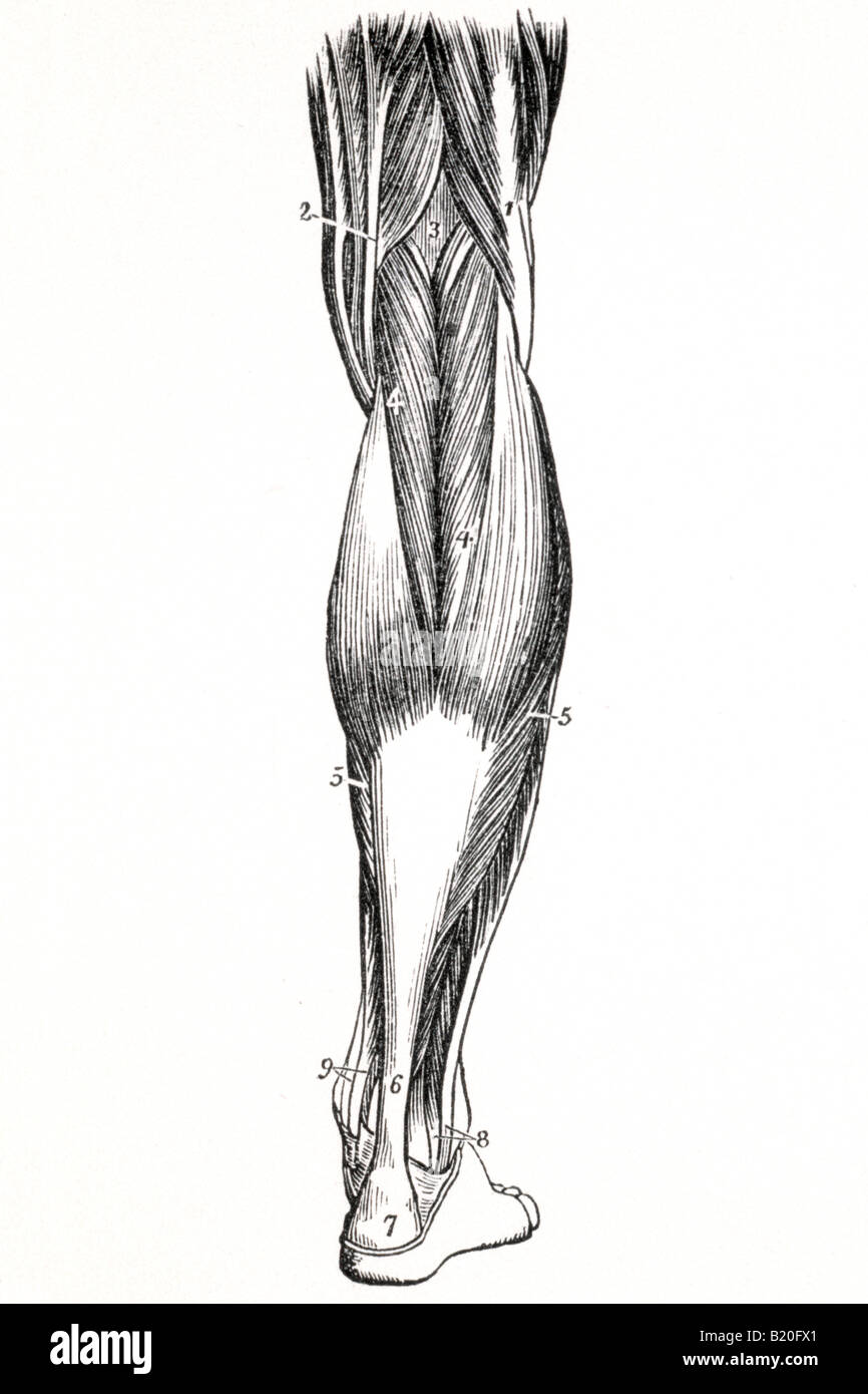 ILLUSTRATION MUSCLES OF THE LEG AND FOOT Stock Photo