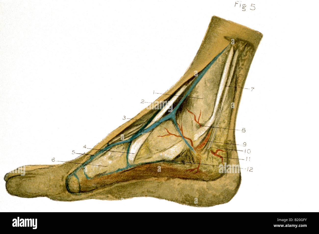 ILLUSTRATION DISSECTION FOOT AND ANKLE Stock Photo