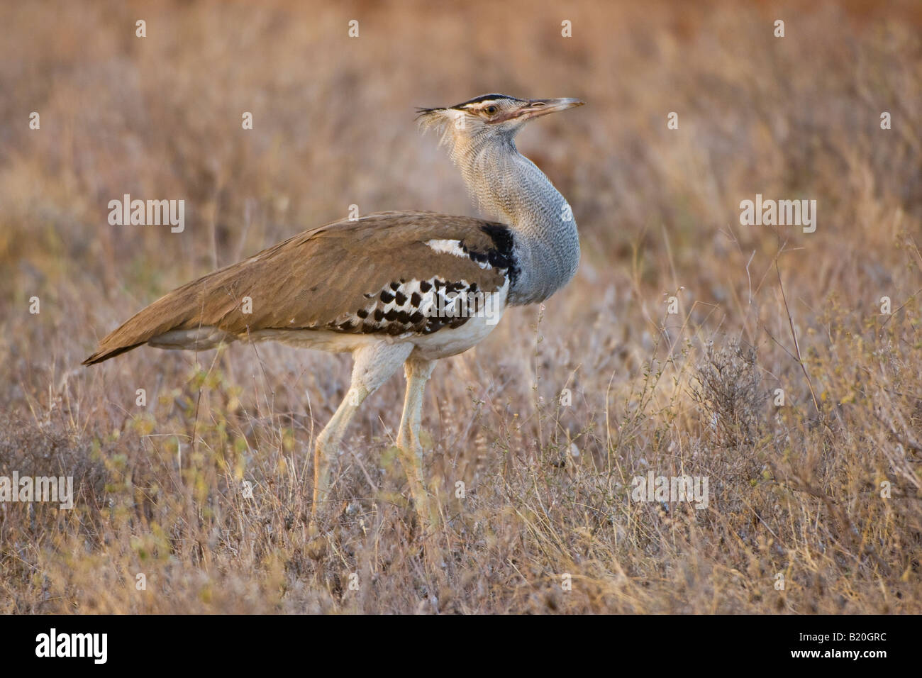 Kori Bustard, Kenya, Africa Stock Photo
