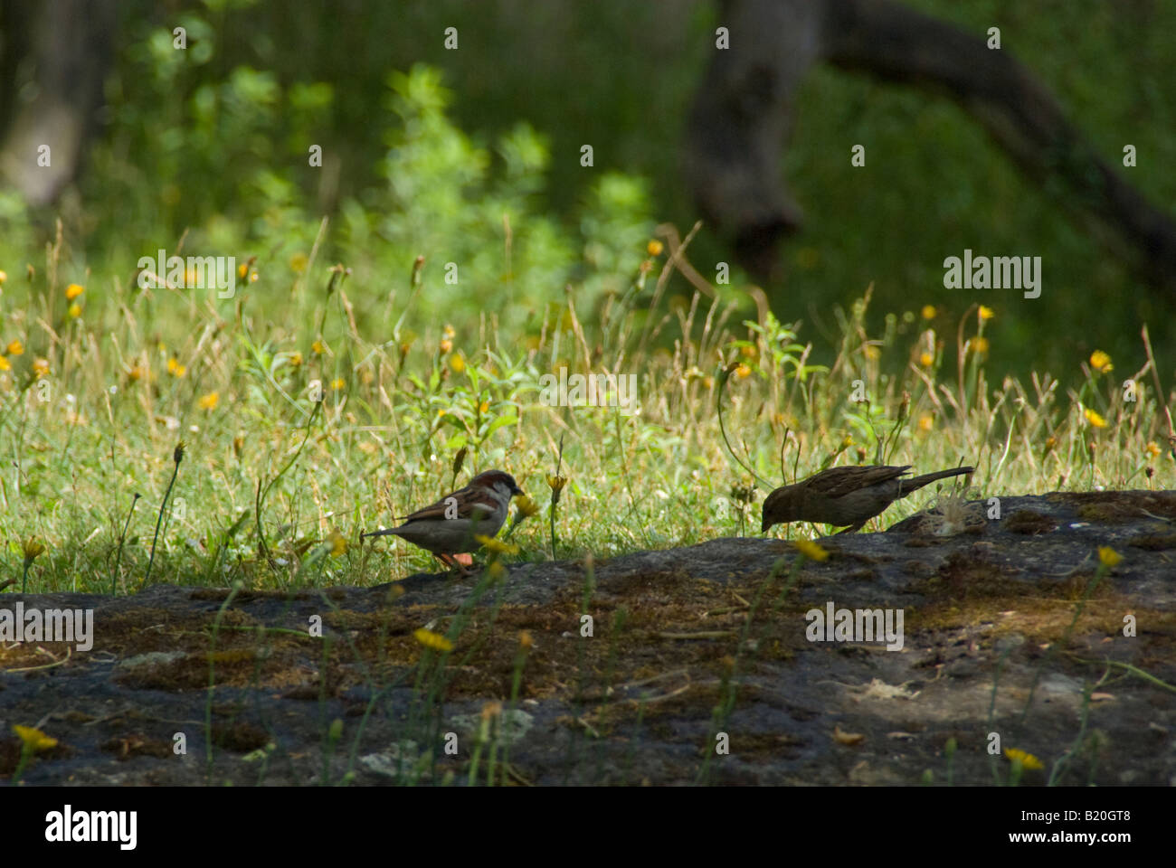 Two sparrows feeding on rocky ground Stock Photo