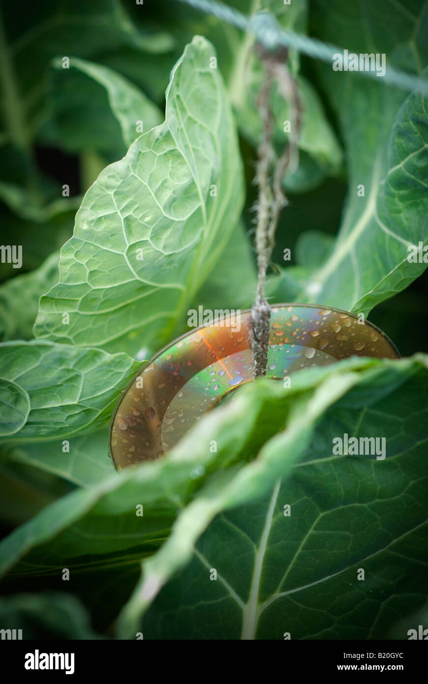 CD used as a bird scarer amongst a cabbage crop Stock Photo