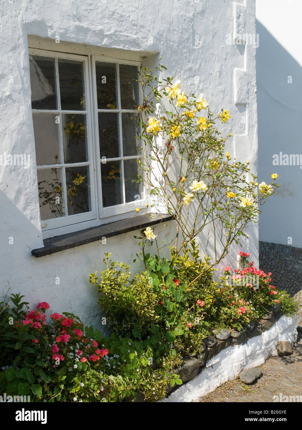 Pretty flowers outside a traditonal white washed stone cottage in the historic fishing village of Clovelly, North Devon UK Stock Photo