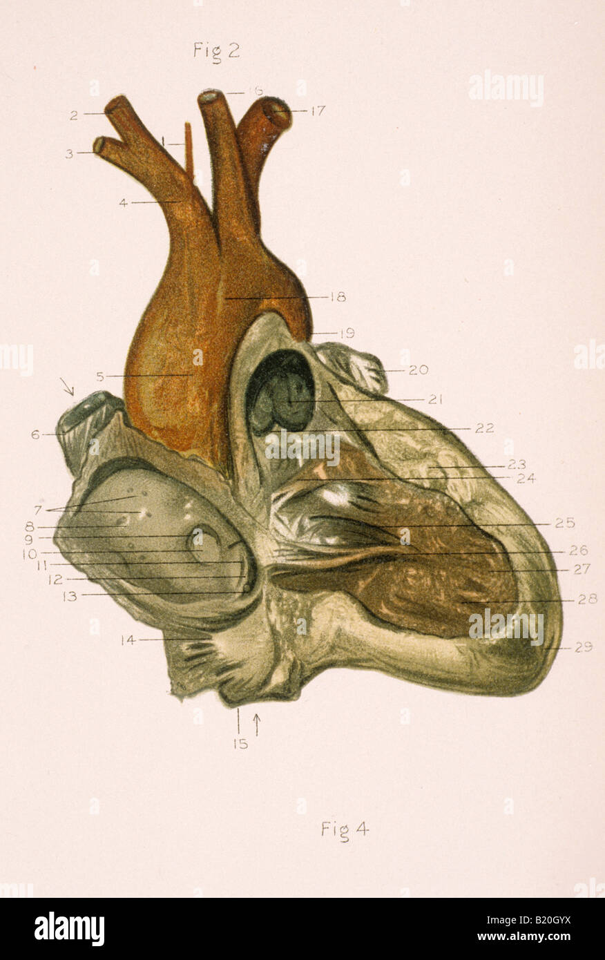 ILLUSTRATION RIGHT AURICLE VENTRICLE OF THE HEART Stock Photo