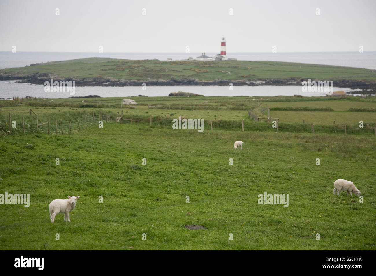 Sheep and lighthouse on Bardsey Island, Wales Stock Photo - Alamy