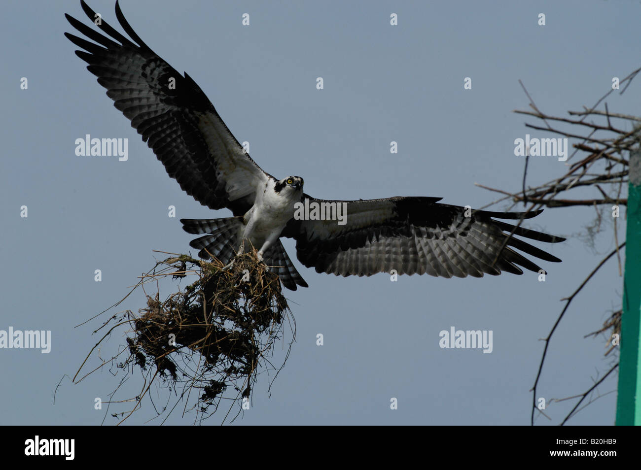 Osprey nest carry Lake Kissimmee florida Stock Photo Alamy