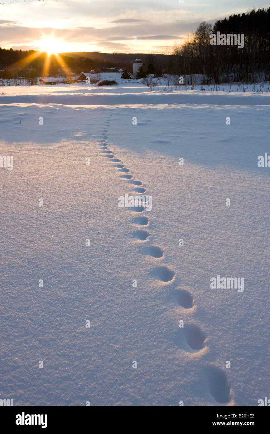 Fox tracks in the snow at sunrise, Quechee, Vermont Stock Photo Alamy