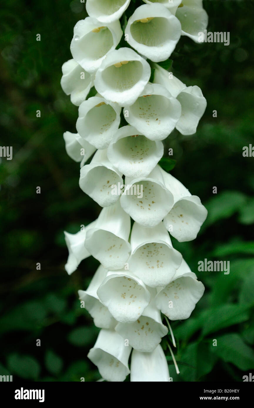 White foxglove (Digitalis purpurea alba Stock Photo Alamy