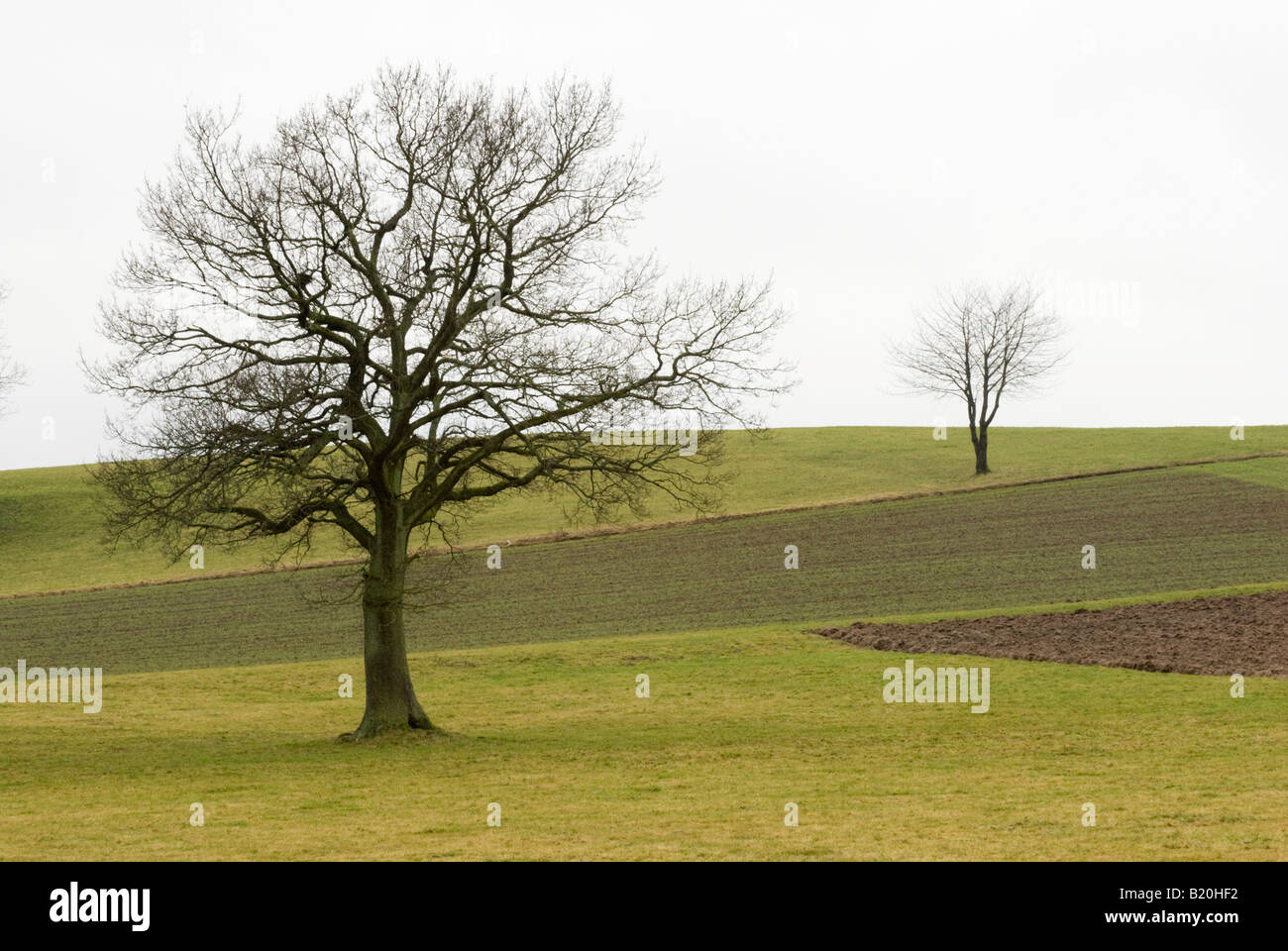 Countryside field with trees Stock Photo - Alamy