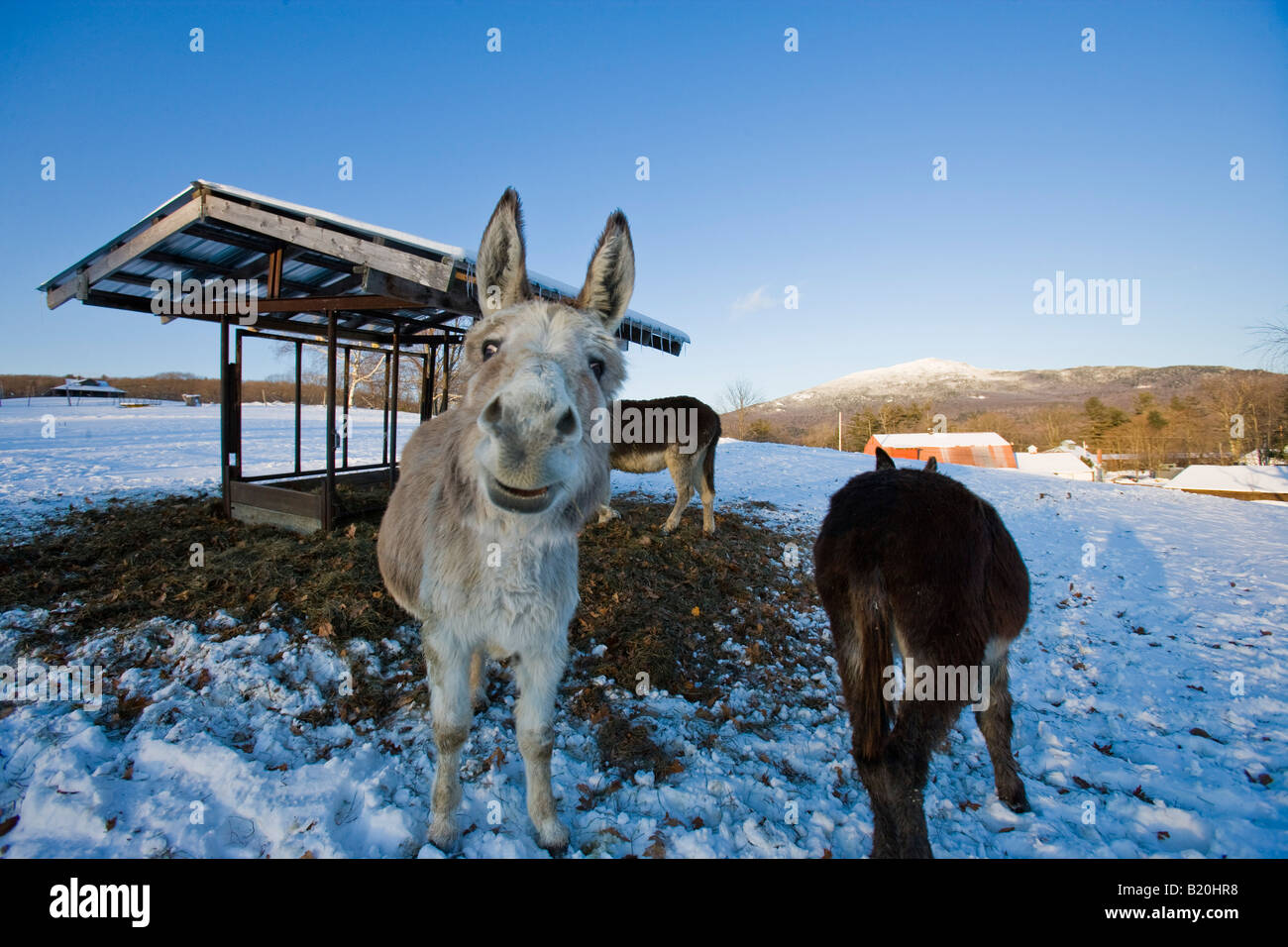 Donkeys at East Hill Farm in Troy, New Hampshire. Mount Monadnock is in
