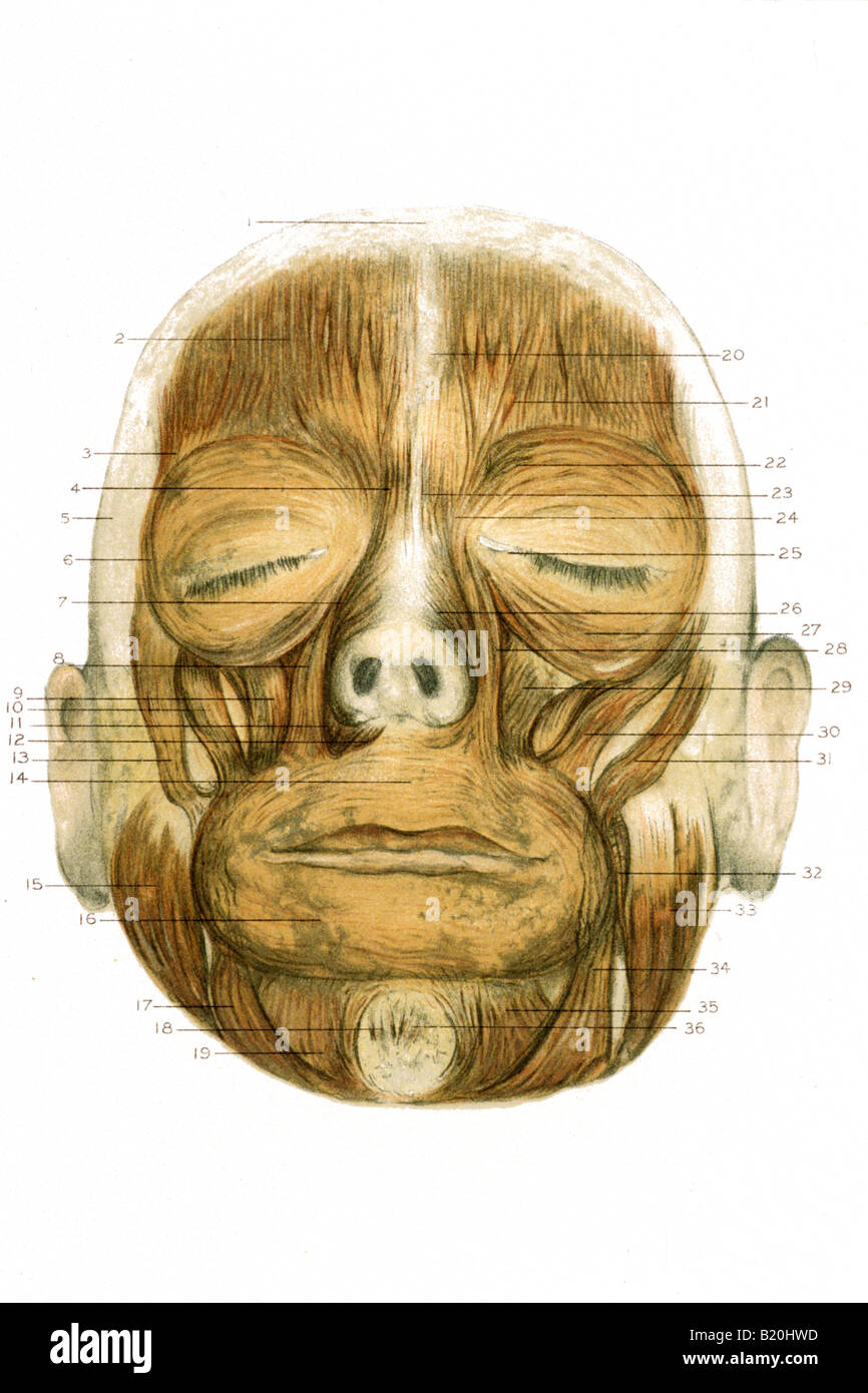 ILLUSTRATION DISSECTION FACE SHOWS FACIAL MUSCLES Stock Photo Alamy