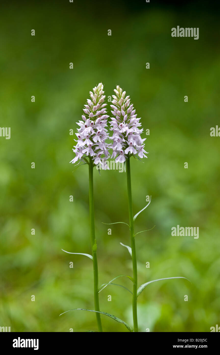 common-spotted-orchid-uk-hi-res-stock-photography-and-images-alamy