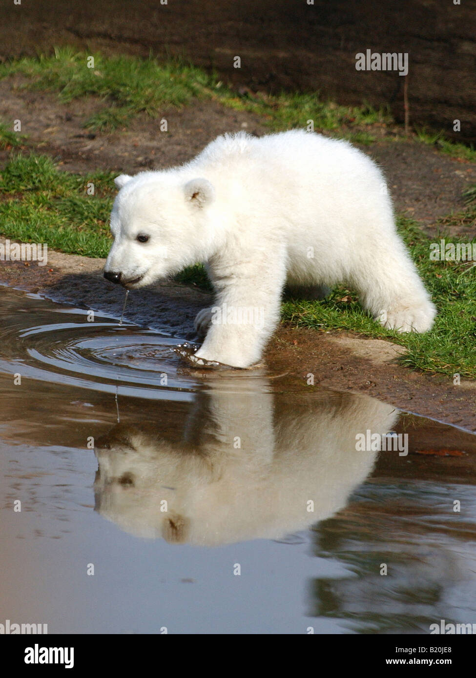 Knut, the polar bear in the Berlin Zoo, Germany Stock Photo