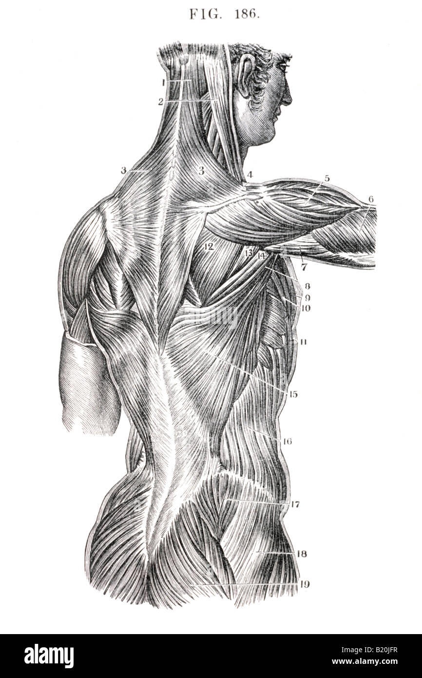 Male muscular back Drawing Reference and Sketches for Artists