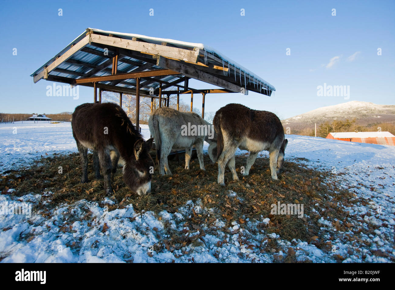 Donkeys at East Hill Farm in Troy, New Hampshire. Mount Monadnock is in